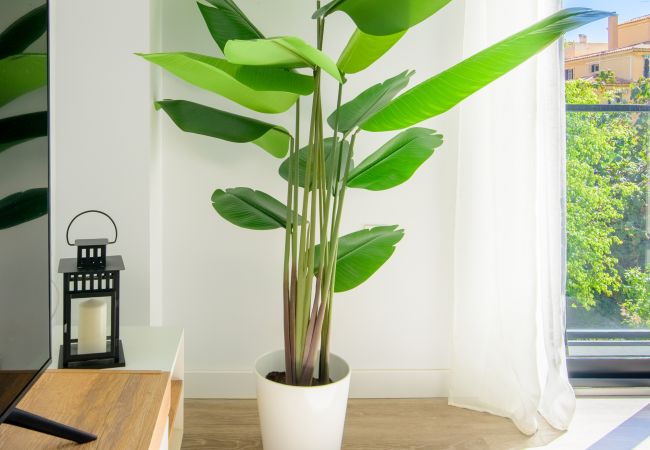 Apartamento en Málaga - WintowinRentals Twin Charm Málaga Centro: Encanto y Confort junto al Casco Antiguo Apartamento en Málaga - WintowinRentals Twin Charm Málaga Centro: Encanto y Confort junto al Casco Antiguo